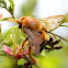 Carpenter bee - Male