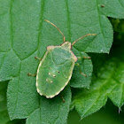 Hawthorn Shield bug