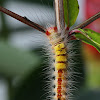 Tussock Moth