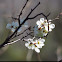 Mexican Plum blossoms