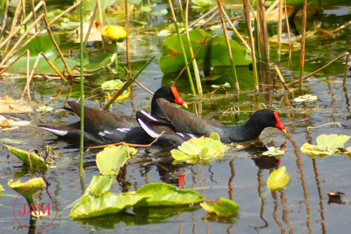 Common Gallinule