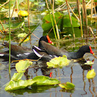 Common Gallinule