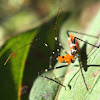 Milkweed Assassin Bug