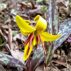 Yellow Trout Lily