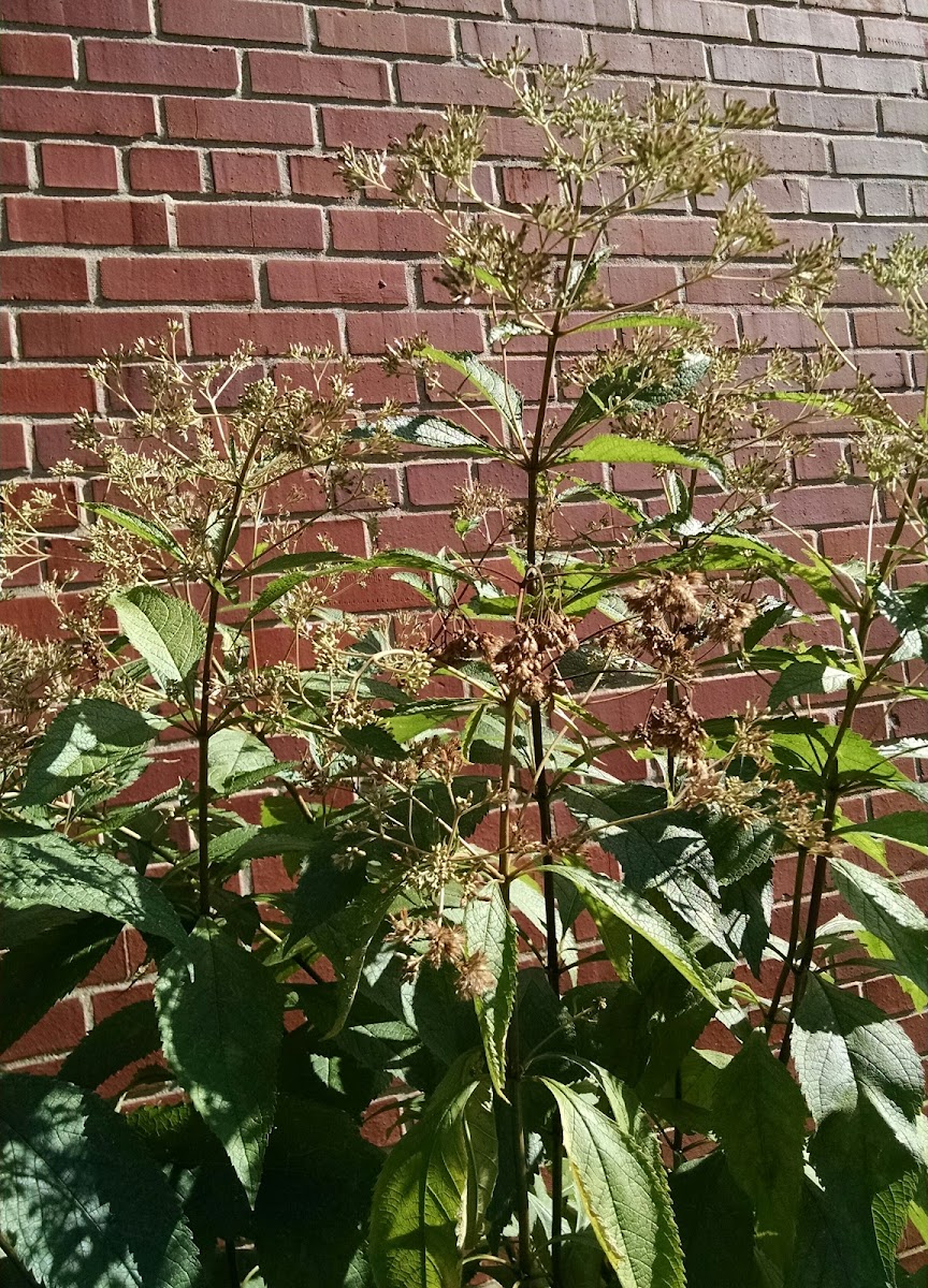 Joe-pye weed