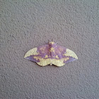 Imperial Moth