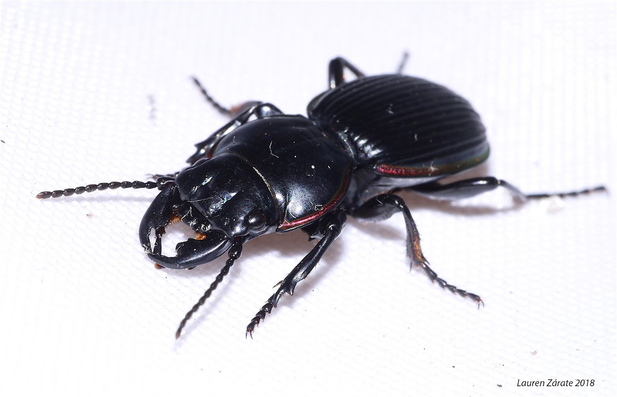 Ground Beetle