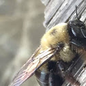 Carpenter bee