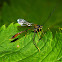 Ichneumonid Wasp