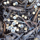 Bird's Nest Fungi