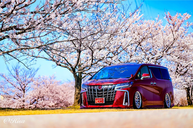 アルファードのダークレッドマイカメタリック・桜とコラボ🌸・黒部最強・女子化アプリ・男根遺産倶楽部に関するカスタム事例の投稿画像1枚目