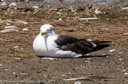 Lesser Black-backed Gull