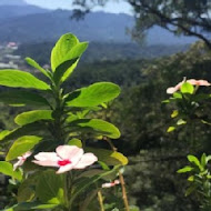 鳶山景觀咖啡