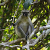 Colobo rojo de Zanzíbar (Zanzibar red colobus)