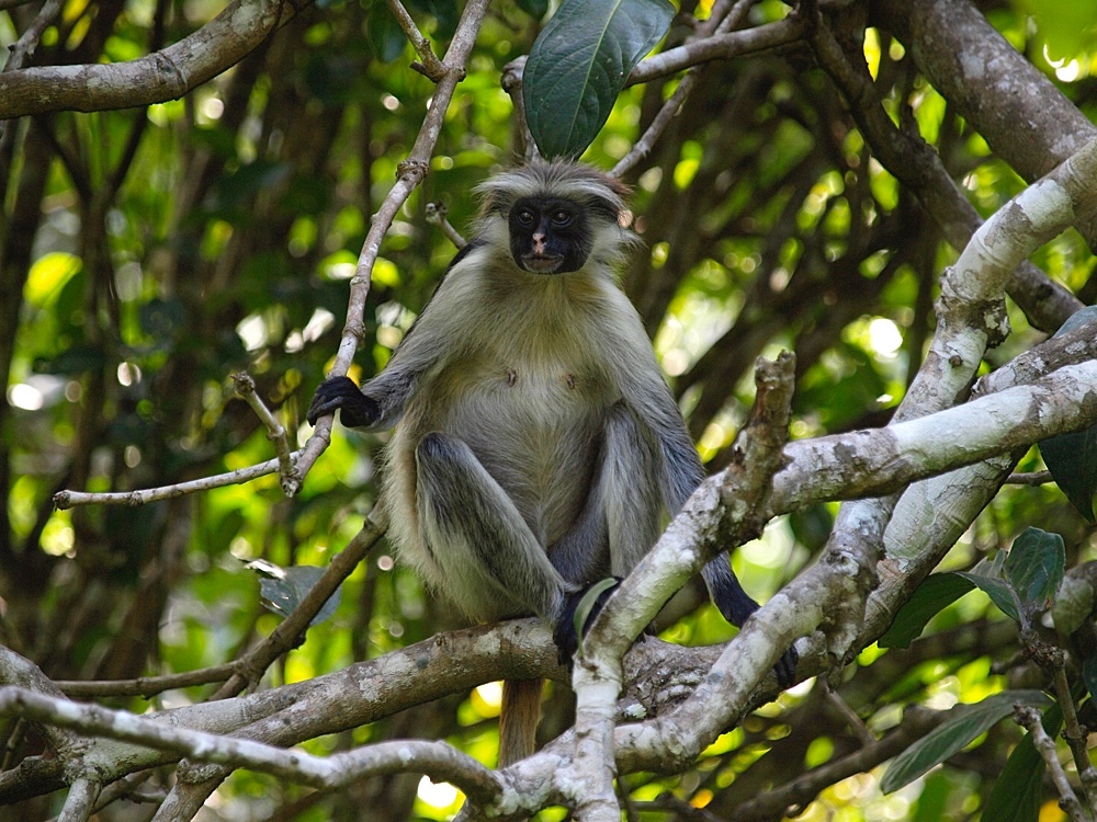 Colobo rojo de Zanzíbar (Zanzibar red colobus)