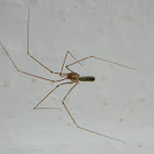 Longbodied cellar spider