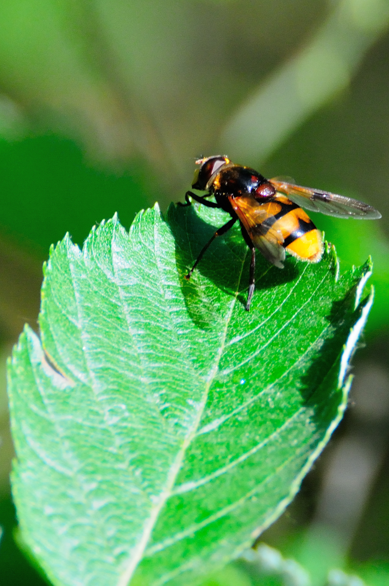 Hoverfly; Mosca cernidora