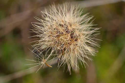 Leontodon saxatilis