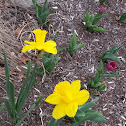 Daffodil