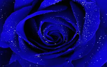 Featured image of post Wallpaper Blue Roses Images We have 58 amazing background pictures carefully picked by our community