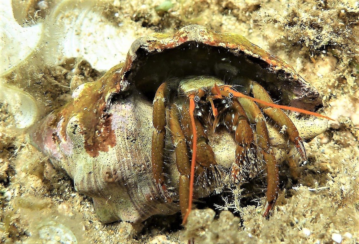 Hermit crabs. Cangrejo ermitaño