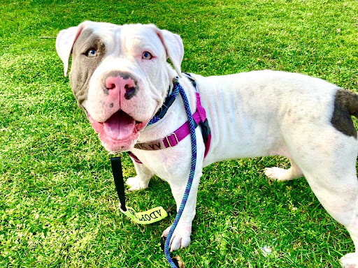 Pasadena Humane suggests you ‘Live Large in 2022’ by adopting or fostering a big dog