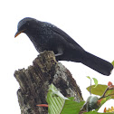 Blue Whistling Thrush