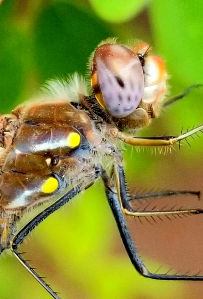 Variegated meadowhawk