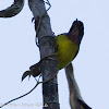 Brown-throated Sunbird