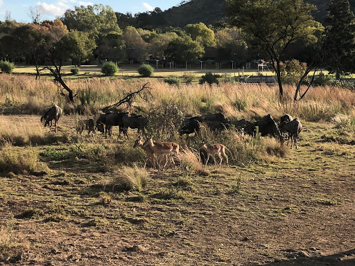 New & Improved Lions Park South Africa 2018