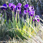 Tall Bearded Iris