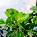 Lime Swallowtail Larvae in its 3rd instar