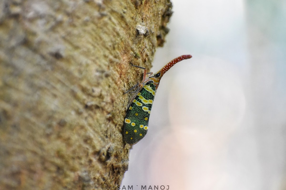 Lanternfly