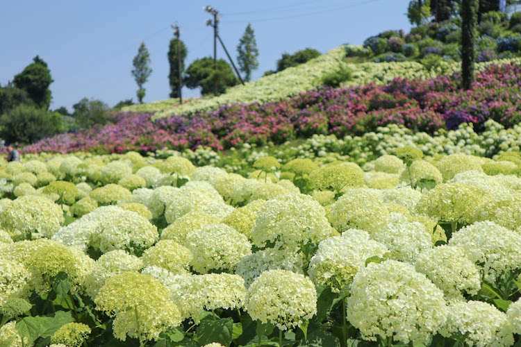 フェアレディZのドライブ・ぼっち撮影会・紫陽花・花のある風景に関するカスタム事例の投稿画像10枚目