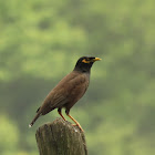 Indian Mynah