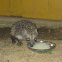 White-bellied hedgehog