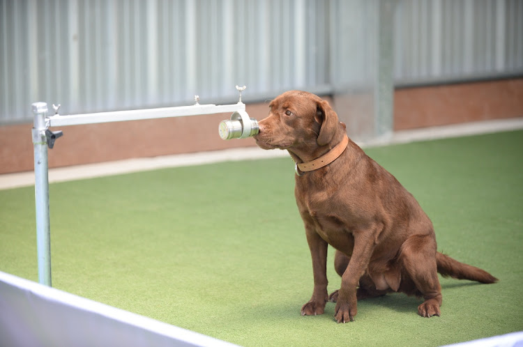 do labradors sweat