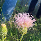 Plume Thistle