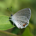 Eastern Tailed-Blue