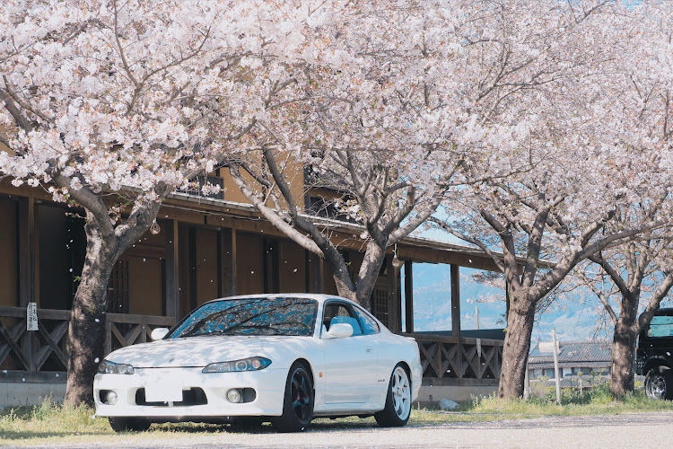 シルビアのサクラと愛車・桜とコラボ・車好き夫婦の愛車・ジムニーJA11・シルビアs15に関するカスタム事例の投稿画像4枚目