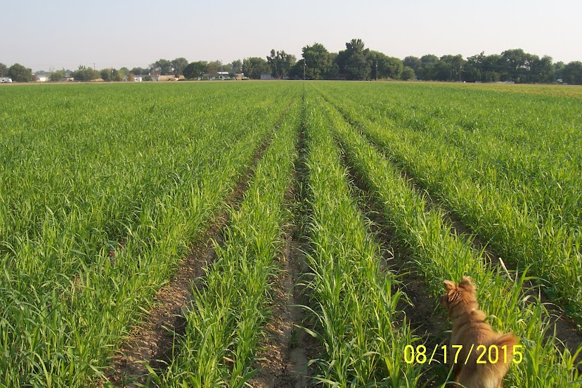 2016 No-till Corn on Gravity Irrigation LWBpdd8p0Ak-bg2K4QpF_0qQ9KUAL8wsfa-ogbTCqj5ySbVT-CdZNL1oKYKgELI4XtitN0teiE-oSutO6VetSGVGv_VWl3g-Y6p6EHTqh6rHDrIEhYjm0pST1Y3K6H0V3x5Lpb9w-tmRWVNMuMu10a1Z4gzLrLFNNyECryH508UZJYkVkM1VXq6K6IJqoCePVaLPJUdPgQqeJcIOHQfSAFMIwGEv3gmmoJstPA1Oa0qwxnCB0z6ABDAk6LEo_LRksvA03O9Orbp4bbnF3kHMPALLM7PEfWHLCxyOg0bq9E7MkyU58gK3XuCbiAS3dd0-VKuZXh0mp57uNKrLq4CERqZ9Imny5D5jCoNoFeg6oGUrxxJ0XcepFuvX8L-VFbrat5nDb93PbxYluQ5CzWCXNJHXUjokDuHMuOVOQxWvzctKwruEzYkFEgk3fzFNaQddMMoXTcXFZ2W3spY0BCIhDN1Gm4RQr2wiba1X1D2wAd7mOduRzS2lz3mu9XjTpSrQMxO25Yn0--eAgs8Tmnnqzq6BYFm4px0KpzJwdL1m17aZk7naXds78d8TQ7cWXIcwHU0ej-yU3IT7Bis121-BL_t2wBCLNuHJazEAQDYB9HNA8OIlaAM7ynXqIEEDtLHcCGmYW-9EGd-HfYIAsbq2Y2K6QYFboEEE=w828-h552-no