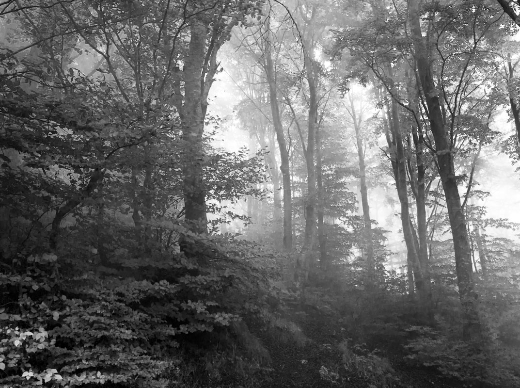 La nebbia nasconde e ci meraviglia di Luciater