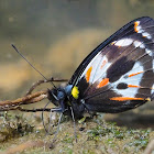 Delias hypomelas f. argentata