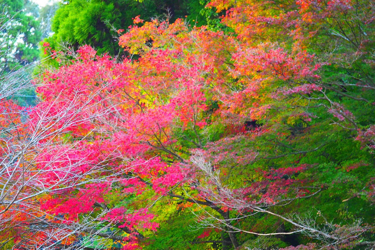 ロードスターのオープンドライブ・森林・峠・みつけた・red leaves🍁に関するカスタム事例の投稿画像2枚目