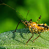 Orange Tiger Assassin Bug.