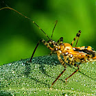 Orange Tiger Assassin Bug.