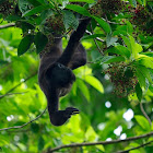 Aullador negro (Mantled howler)