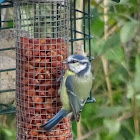 Blue Tit