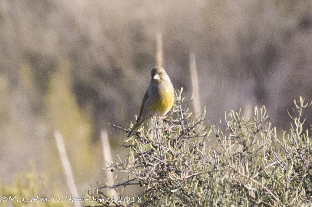 Greenfinch; Verderón