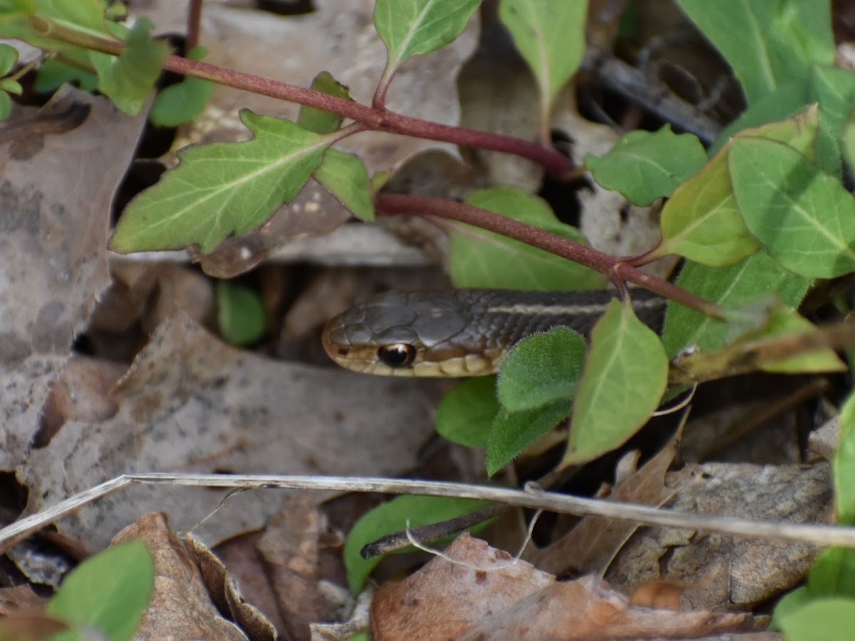 Common Garter Snake